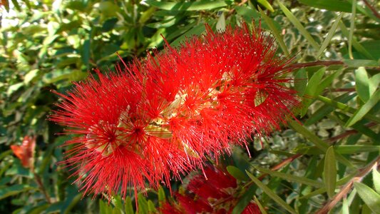 Callistemon citrines family myrtacées roquefort la bédoule