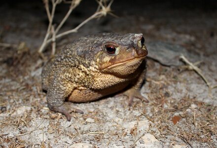 Animalia wild life toad
