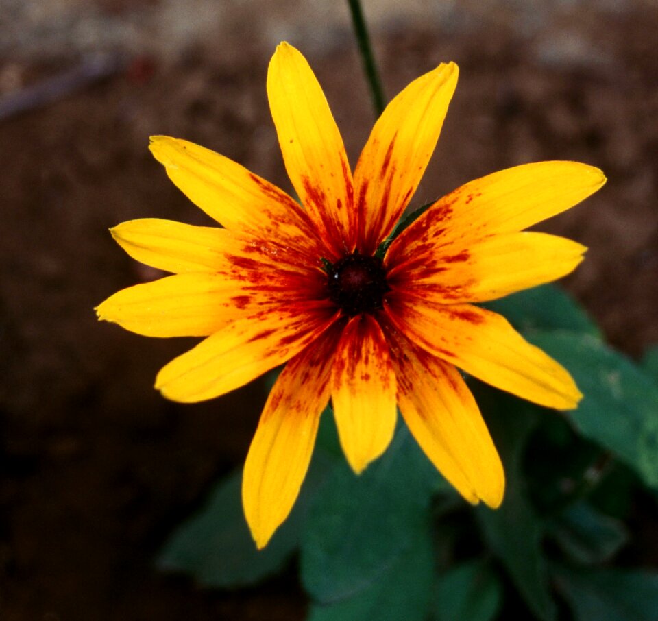 Summer petal outdoors