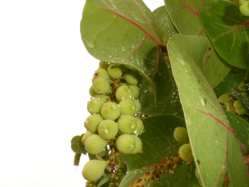 Coccoloba uvifera leaves tree