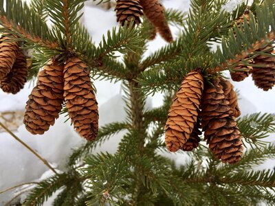 Fir evergreen