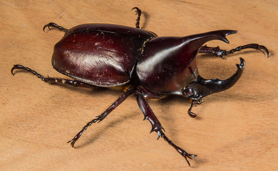 Tropical beetles rhinoceros beetle riesenkaefer