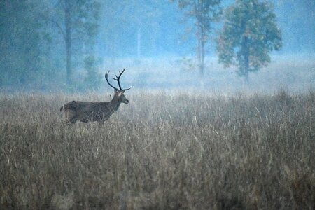 Wood wildlife moose