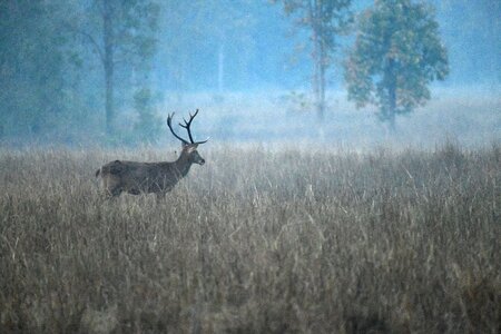 Wood wildlife moose photo