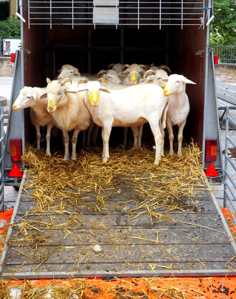 Agriculture farm cattle