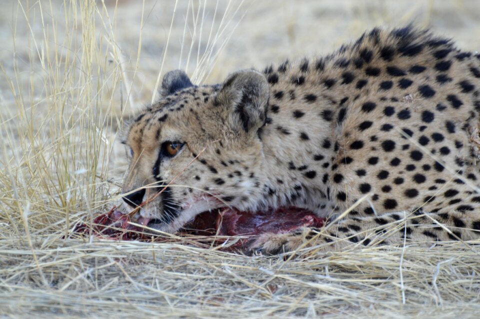 Carnivores animal predator