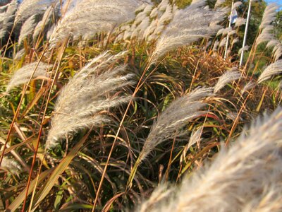 Field outdoors season