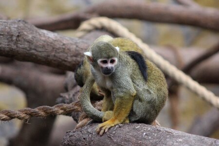 Primates nature wild