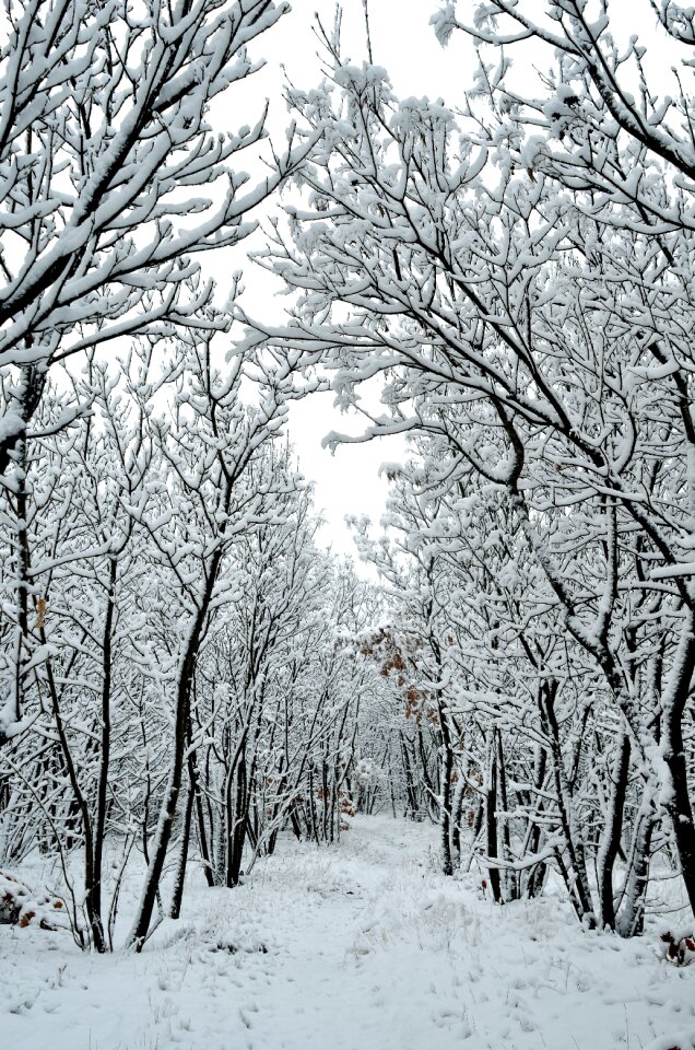 Frost landscape snowy