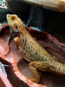 Lizard terrarium terrarium animals