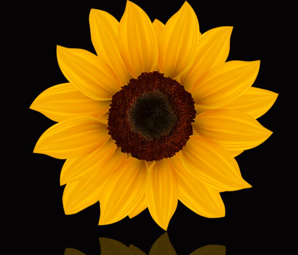 Summer yellow flower sunflower photo