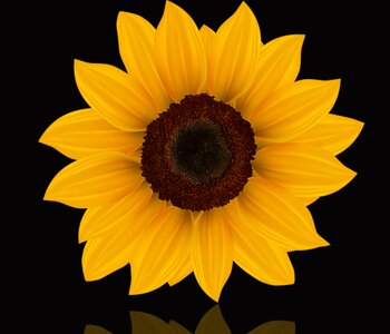Summer yellow flower sunflower