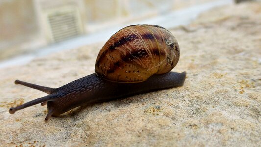 Snail shell viscous