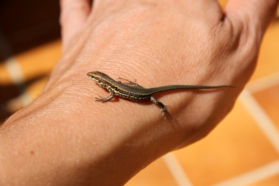 Lézardeau reptile reptiles