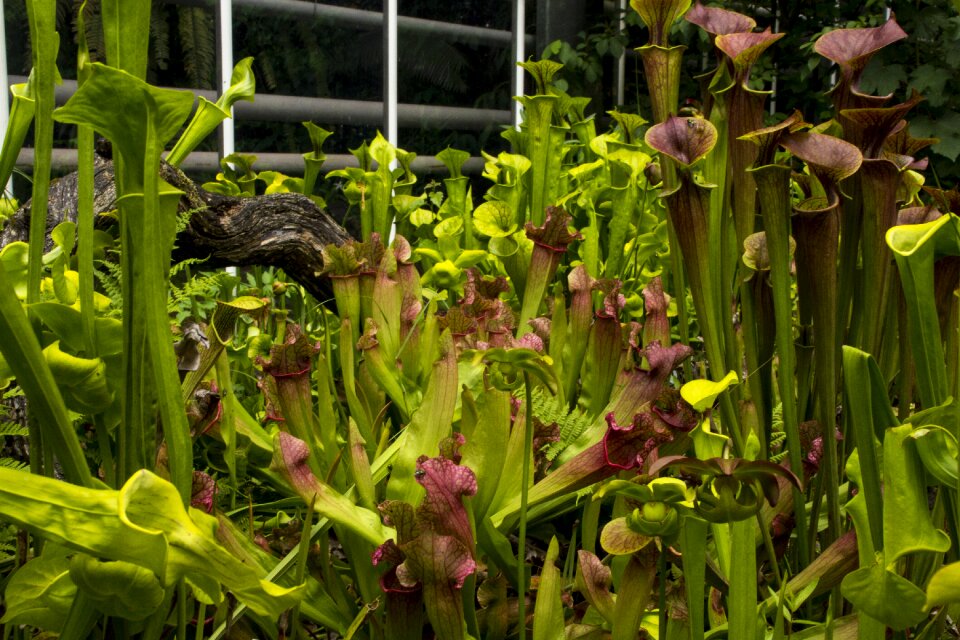 Leaf flower growth