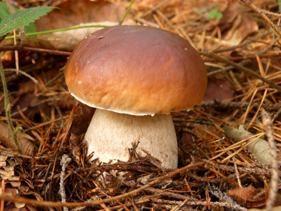 Autumn nature edible