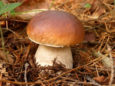 Autumn nature edible