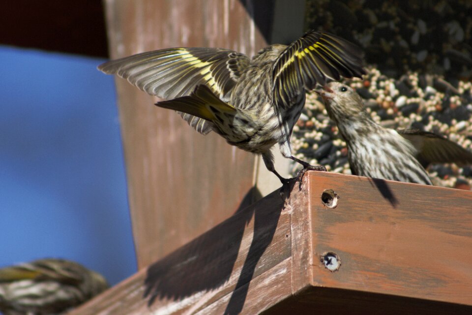 Wildlife pine siskin wild