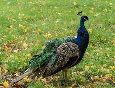 Feather animal peacock feathers
