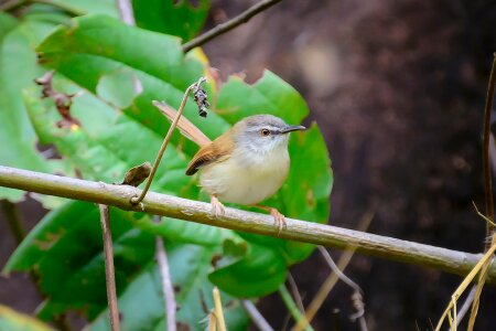 Birds twigs eyes