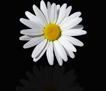 Petal summer daisy photo
