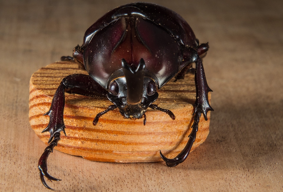 Tropical beetles rhinoceros beetle riesenkaefer