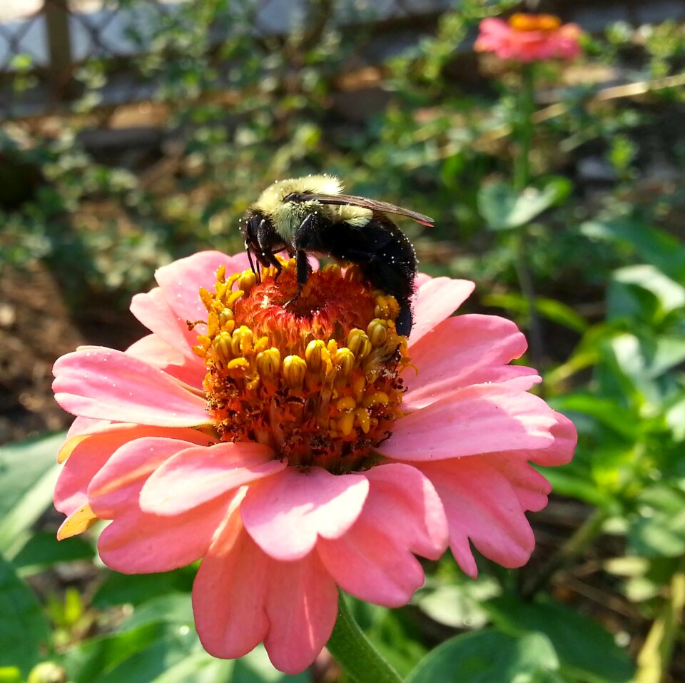 Pollen flora bee photo