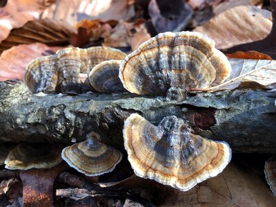 Food shellfish