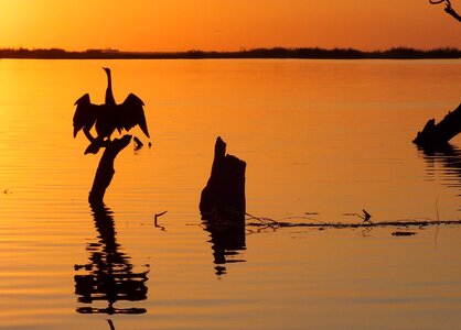 Silhouette crane chobe
