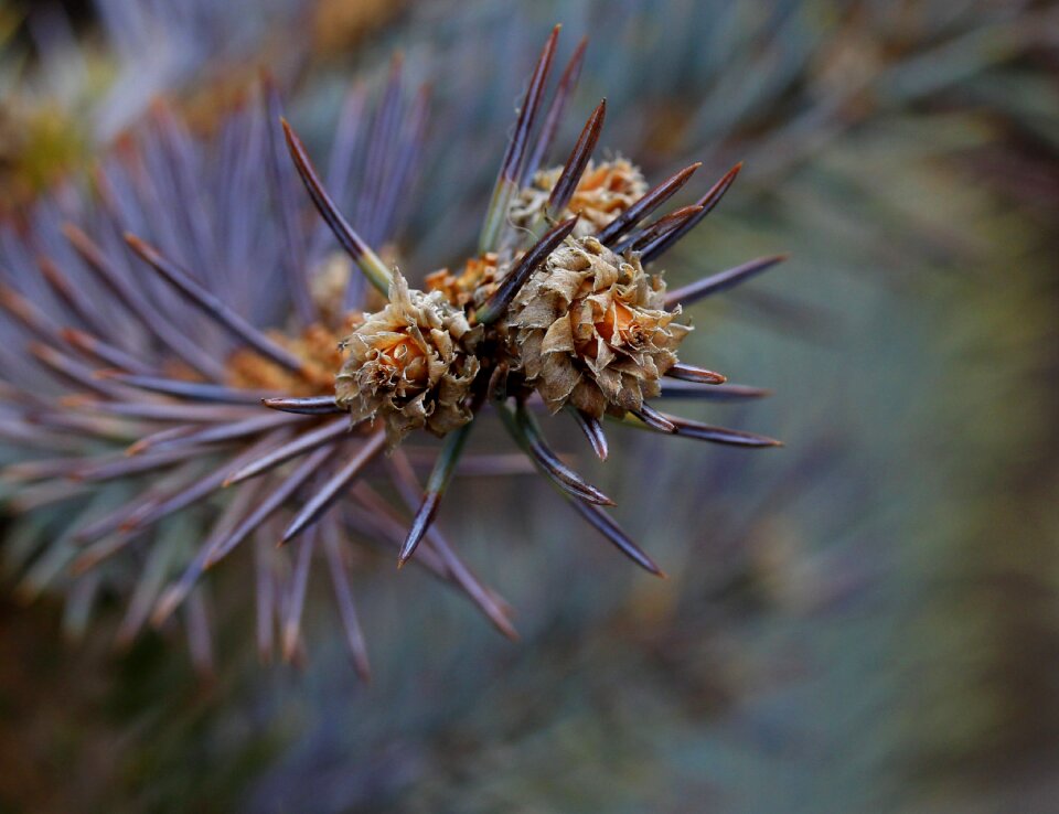 Brad flower inflorescence