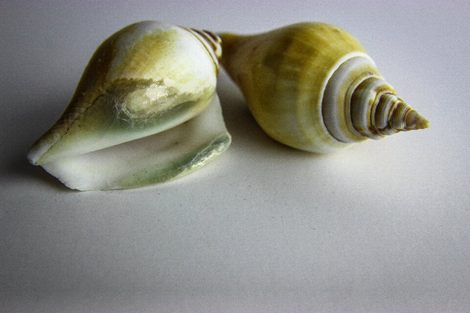 Invertebrate gastropod nature