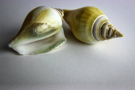 Invertebrate gastropod nature