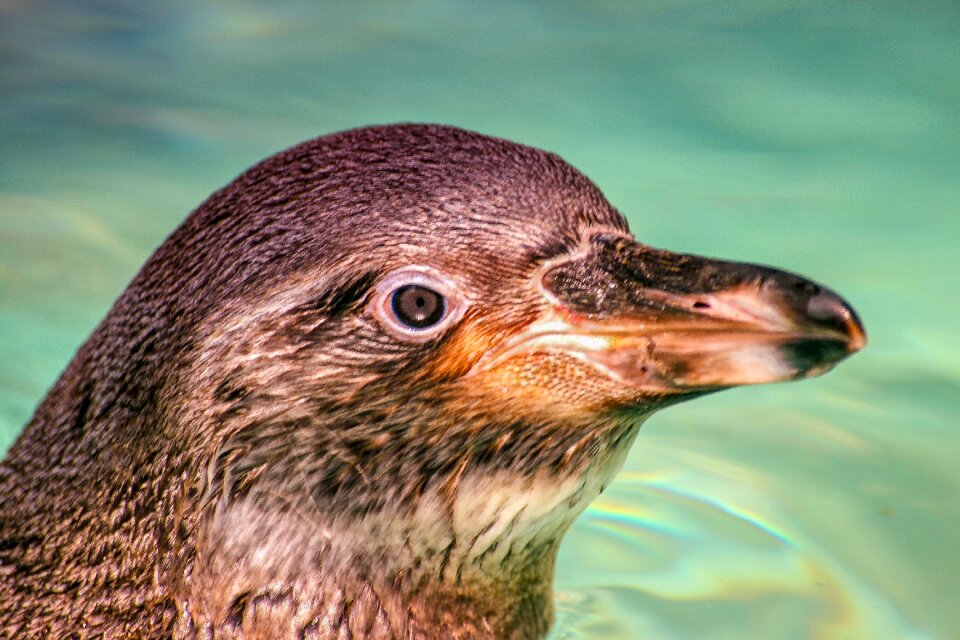 Bird penguin zoo