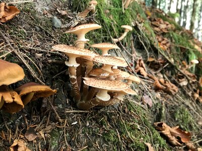 Mushroom rac wood