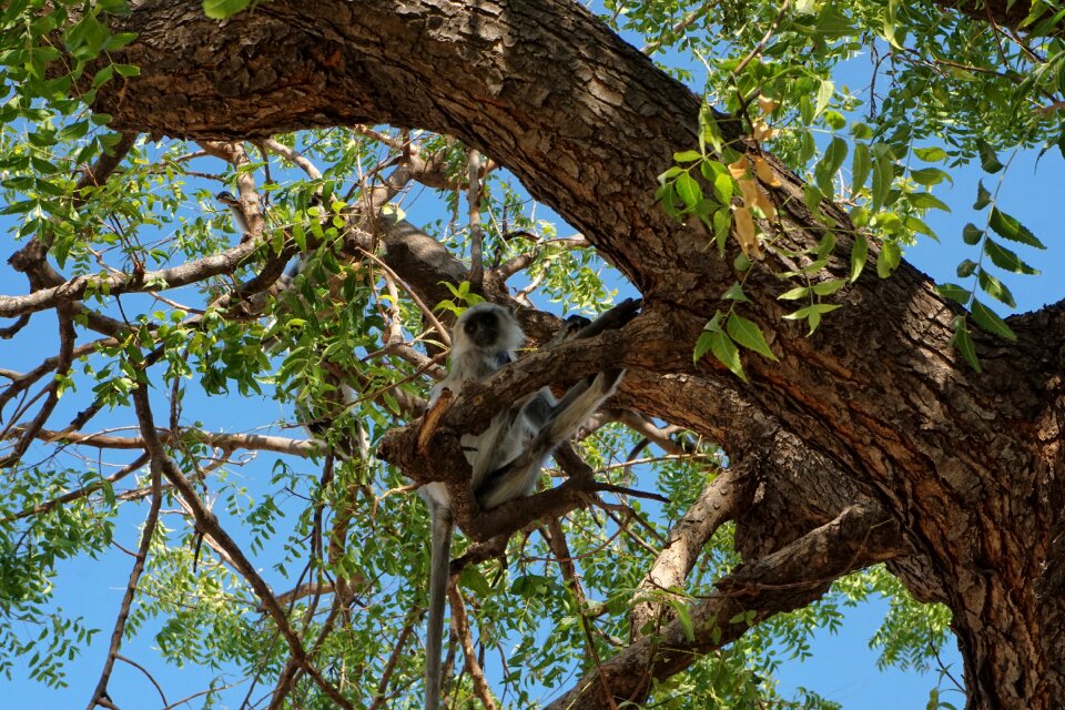 Monkey tree Free photos