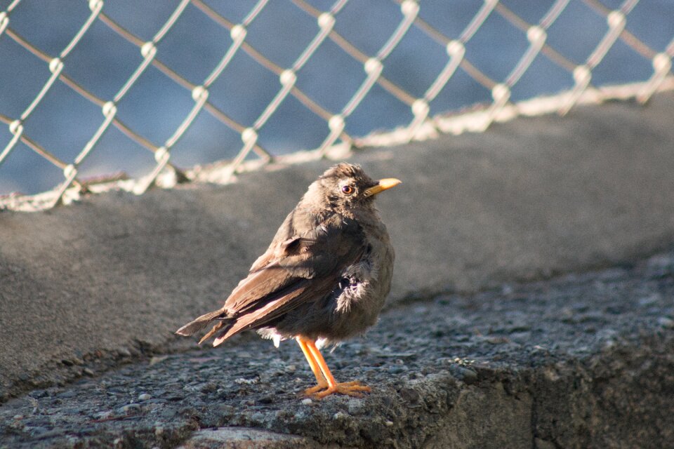 Outdoors wild life wild