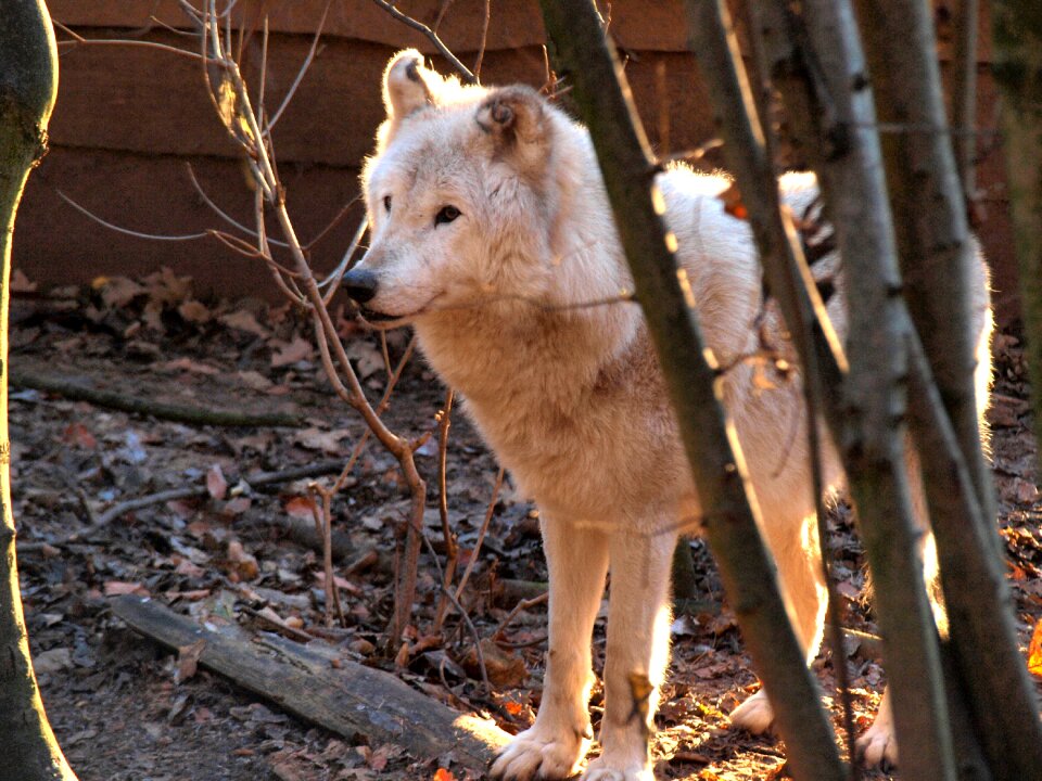 Animal animal world fur