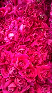 Petal color pink rose