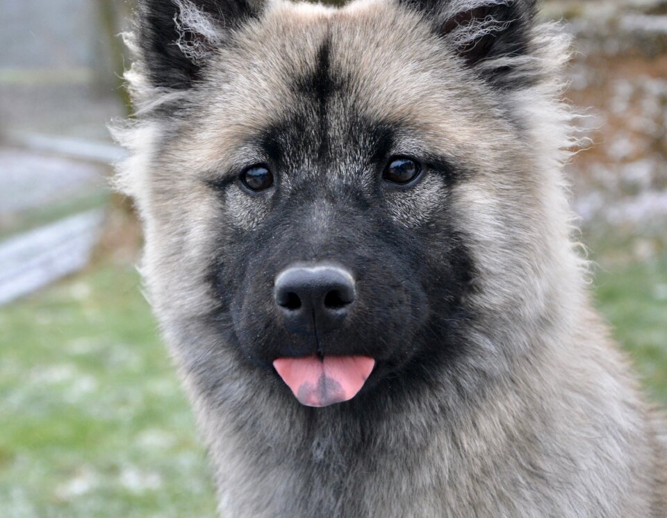 Bitch nova canine dog