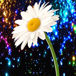 Daisy bright background background colors