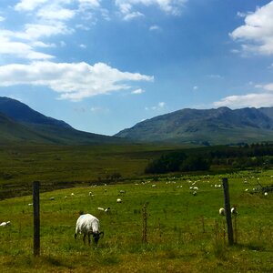 Sheep hayfield ireland