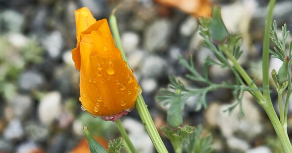 Flower garden poppy