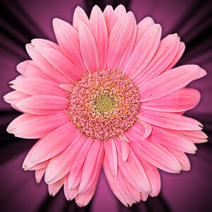 Nature floral pink