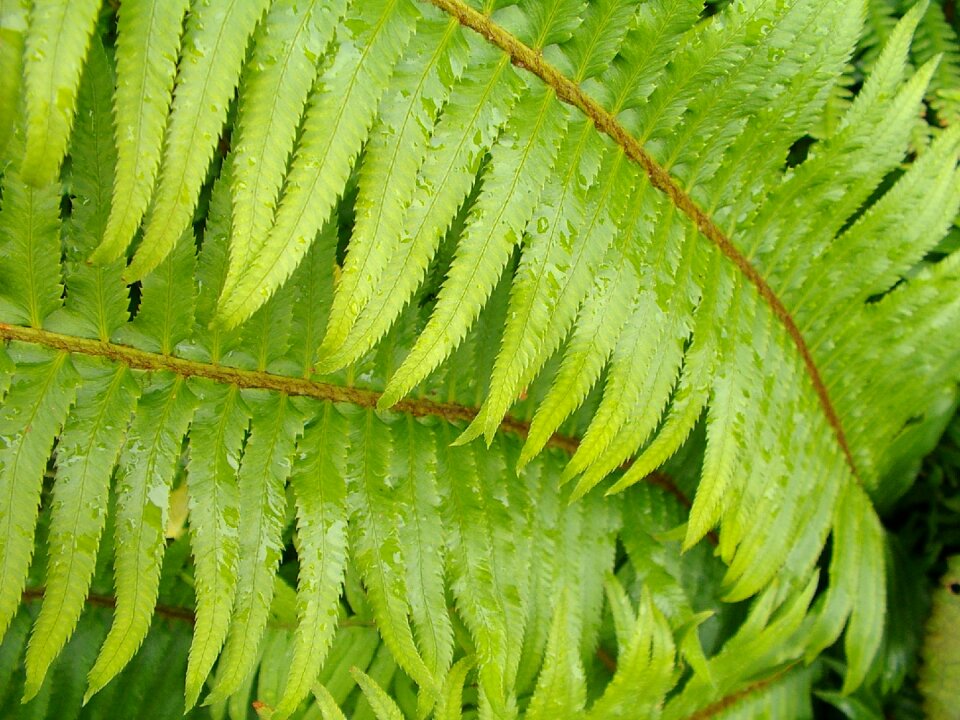 Leaf nature growth
