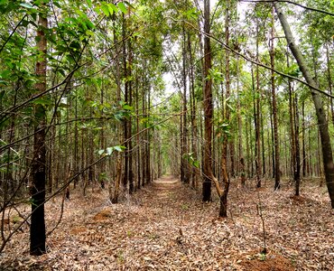 Landscape leaf eucalyptus photo