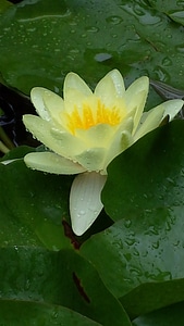 Plant natural blossom