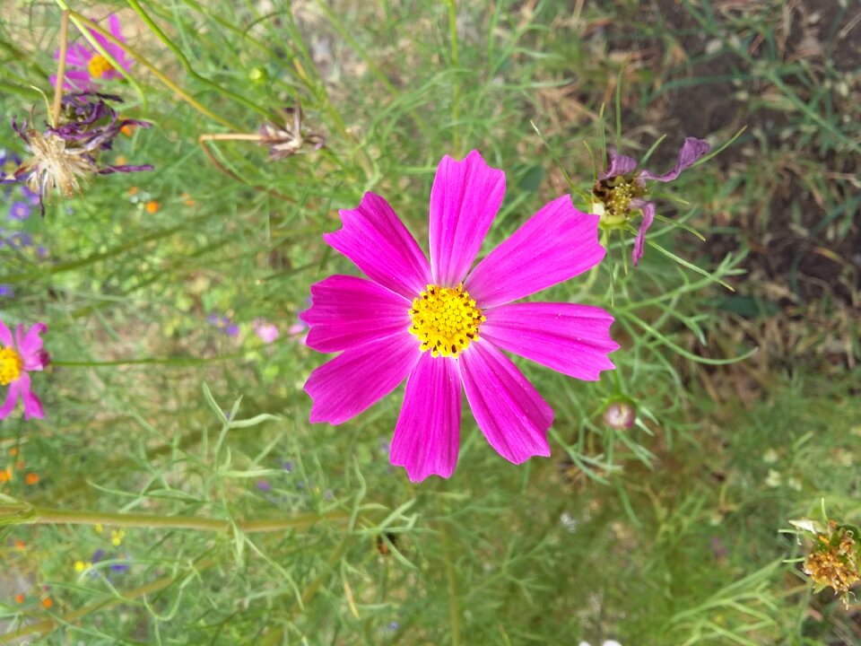 Nature plant grass