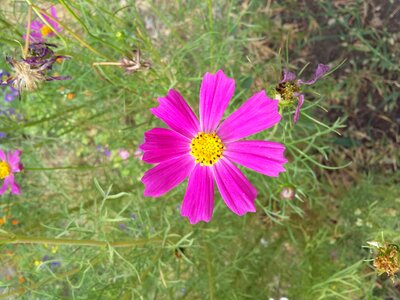 Nature plant grass