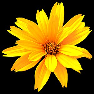 Petal summer flowers