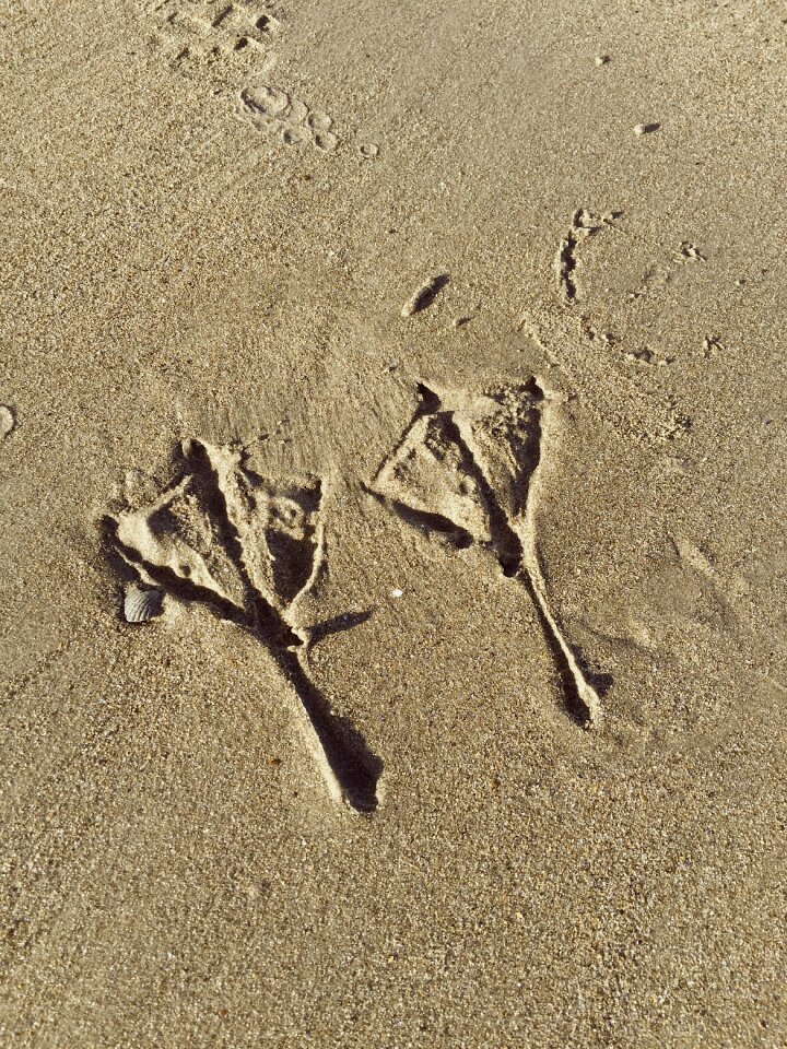 Beach footprint sandy